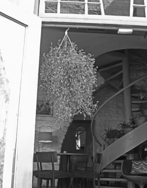 Welcoming Flowers in Tallinn Estonia B&W